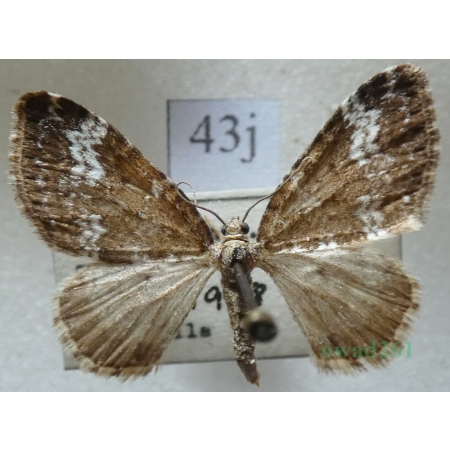 Perizoma alchemillata (Linnaeus, 1758) Peryzoma przywrotnica Czech43j
